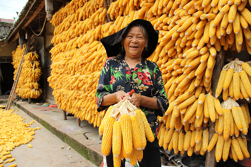 玉米喜獲豐收.png 玉米喜獲豐收.png