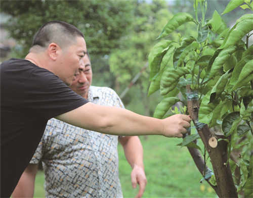高強(qiáng)（左）和村干部一起查看老果樹(shù)嫁接后的生長(zhǎng)情況。.jpg