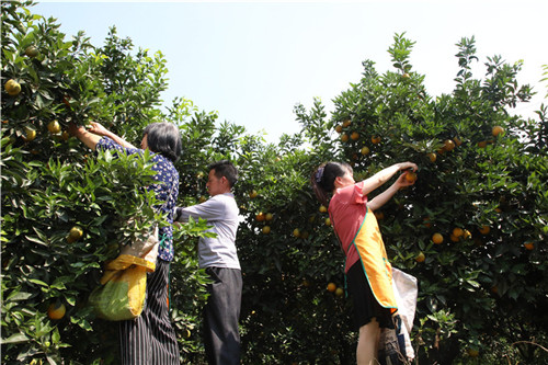 村民正在采摘夏橙.jpg