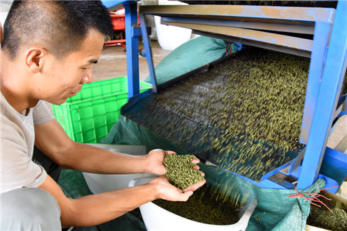 現(xiàn)代機械精選藤椒.jpg 現(xiàn)代機械精選藤椒.jpg