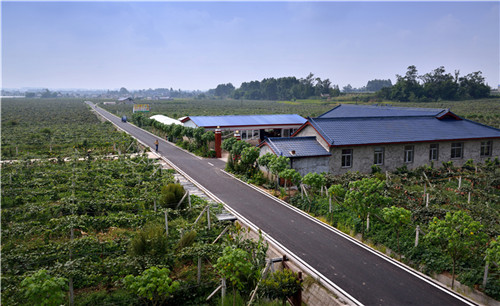 悅園村獼猴桃園。溫選鵬 攝.jpg