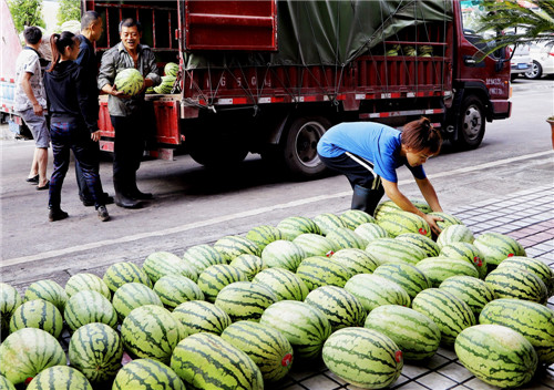龍門峽南煤礦：萬斤西瓜送清涼.jpg